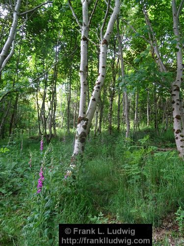 Around Glencar Lake